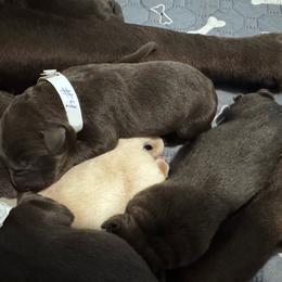 Number 4 - Chocolate male Labrador Retriever puppy in Greenville, North Carolina from Gales Creek Labrador Retrievers