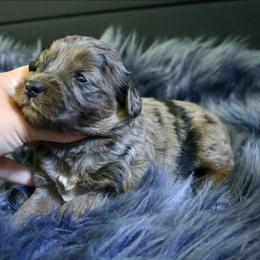 Remi - Merle female Goldendoodle puppy in Missouri from Husky Hill Kennel