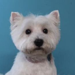 West Highland White Terriers from Smith’s Westies
