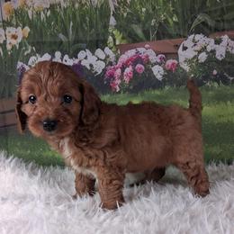 S'mores F1b - Red male Cavapoo puppy in Centerton, Arkansas from Velvet Paws Cavapoos