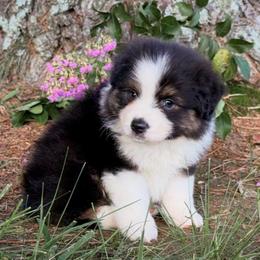 Trooper - Black tri male Miniature American Shepherd puppy in Leitchfield, Kentucky from Legendmaker MAS