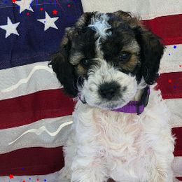 Cockapoos, Goldendoodles, and Poodles from Big Bang Poodles & Cockapoos