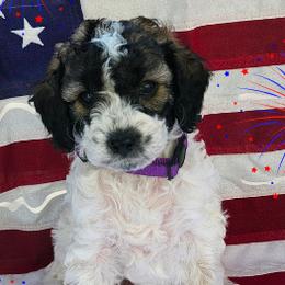 Cockapoos, Goldendoodles, and Poodles from Big Bang Poodles & Cockapoos