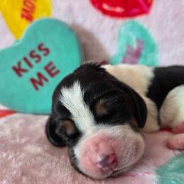 Girl 2 - Black white and brown female Basset Hound puppy in Denison, Texas from Emma Lou's Baby Bassets