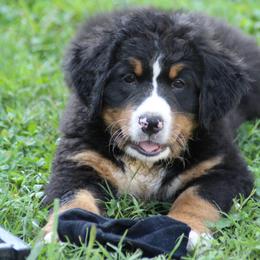 Bernese Mountain Dog Puppies from Bernese Beauties