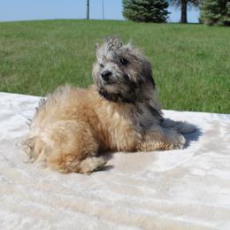 Boy 5 - Sable male Poodle puppy in Hopkins, Missouri from Mowry Creek Mini Aussiedoodles and More