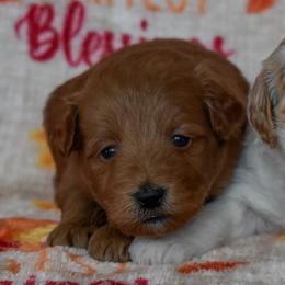 Female 1 of 2 - Apricot female Goldendoodle puppy in Macedon, New York from Toodles Goldendoodles