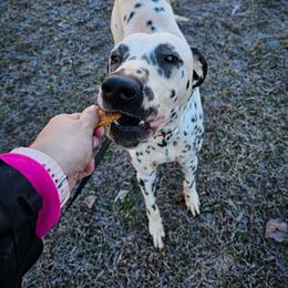 Harris - White and black male Dalmatian puppy in Gray, Georgia from Fuller Spots