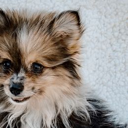 Pomeranians from Prissy Pets