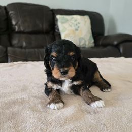 Prince Eric - Black and tan male Cavapoo puppy in Floyd, Virginia from Hearts and Paws Poodles and Doodles