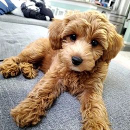Cockapoo All Grown Up from Lakeside Cockapoos