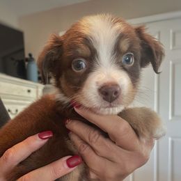 Jetson - Red tri-color male Australian Shepherd puppy in Oroville, California from Puppy Love Ranch Mini Aussies