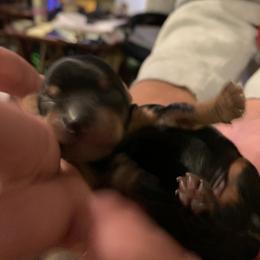 Yorkshire Terrier Puppies from Missy Lu Lap Puppies
