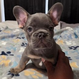 Brown Collar aka Prince Eric - Blue male French Bulldog puppy in Joliet, Illinois from MarvelousFrenchies