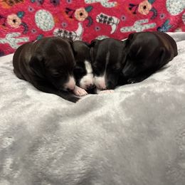 Italian Greyhound Puppies from Kentucky Greyhounds