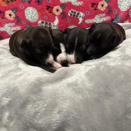 Italian Greyhound Puppies from Kentucky Greyhounds