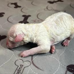 Winter - White female Poodle puppy in Quitman, Mississippi from P&D Palace