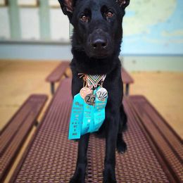 German Shepherd and Golden Retriever Puppies from Lace's High Flying German Shepherds And Golden Retrievers