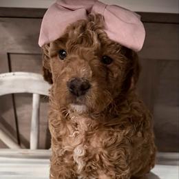 Kisses - Red  female Goldendoodle puppy in Bradenton, Florida from Christianna’s Mini Goldendoodles