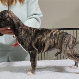 Amelia - Black brindle female Whippet puppy in Ruckersville, Virginia from Lishima Whippets