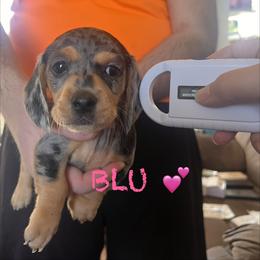 Dachshund Puppies from Edgewood Acres Miniature Longhair Dachshunds