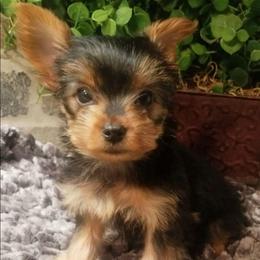 Percy - Black and tan male Yorkshire Terrier puppy in Hot Springs, Arkansas from Kimberly's Lovable Littles