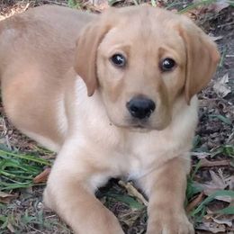 Labrador Retrievers from Sugar Cane Kennels