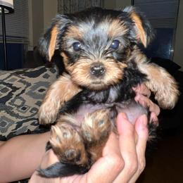 Gizmo - Black and tan male Yorkshire Terrier puppy in Boston, Massachusetts from Little Yorkes of Boston