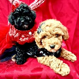 Biewer Terrier and Poodle Puppies from Alpha Tiny Paws