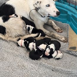 Trix - Border Collie