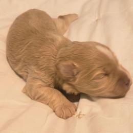 Sebastian - Wheaten male Miniature Schnauzer puppy in Mission, Texas from Blue Rose's Schnauzers