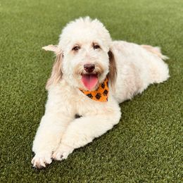 Prada - Aussiedoodle