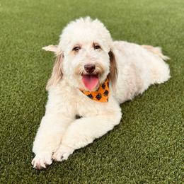 Prada - Aussiedoodle