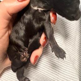 Black girl 3 - Black female Dachshund puppy in Newark, Delaware from Rich Point