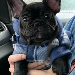French Bulldog Puppies from Yukon Golden Retrievers and French Bulldogs