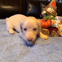 Boy 1 - Cream male Dachshund puppy in Stilwell, Oklahoma from Double Down Doxies