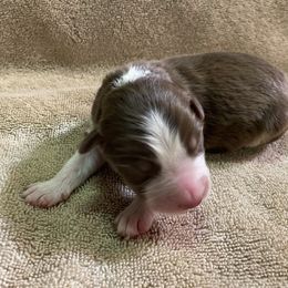 Girl 3 went home 4-10-23 - Red Australian Shepherd puppy in Williams, Arizona from Aussie Mesa Ranch