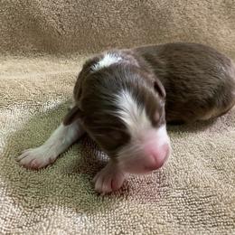 Girl 3 went home 4-10-23 - Red Australian Shepherd puppy in Williams, Arizona from Aussie Mesa Ranch