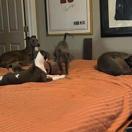 Italian Greyhound Puppies from Fisher Link
