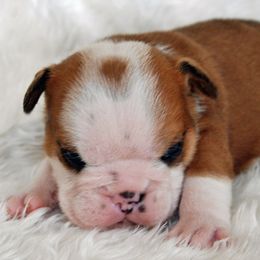 Bulldog Puppies from North Ga Bulldogs