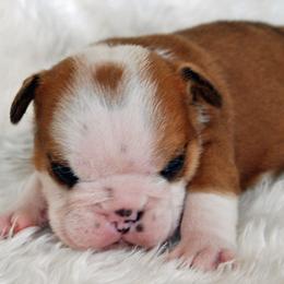 Bulldog Puppies from North Ga Bulldogs
