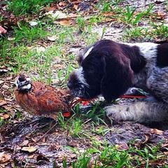 German Wirehaired Pointer Puppies from RipTide Kennels