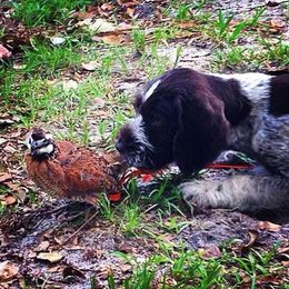German Wirehaired Pointer Puppies from RipTide Kennels