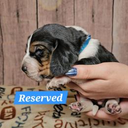 A Knight of the Seven Kingdoms - Black white and brown male Basset Hound puppy in Rio Grande City, Texas from Hounds All Night