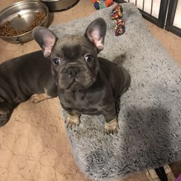 French Bulldog and Golden Retriever Puppies from Show me goldens and frenchies