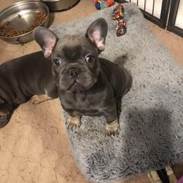 French Bulldog and Golden Retriever Puppies from Show me goldens and frenchies