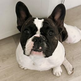 Shye - French Bulldog