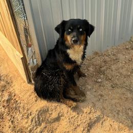 Australian Shepherd puppies from Bright Star Aussies