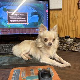 Astro - Chihuahua