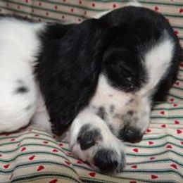 English Springer Spaniel and Poodle Puppies from Haskeez